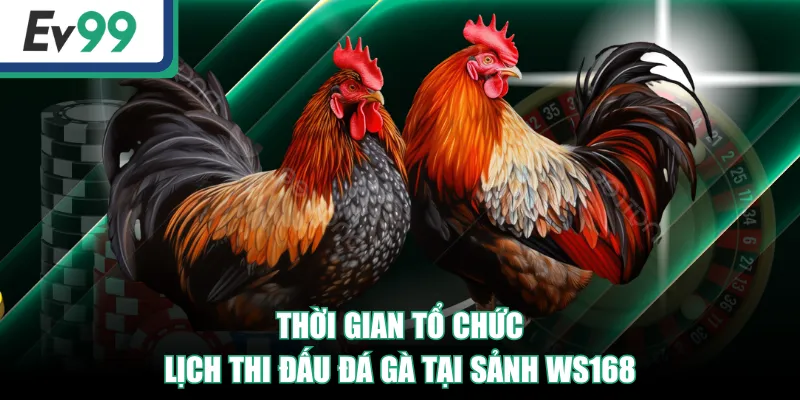 WS168 | Sảnh Đá Gà Đỉnh Cao, Trải Nghiệm Độc Quyền 4 Thời gian tổ chức, lịch thi đấu đá gà tại sảnh WS168
