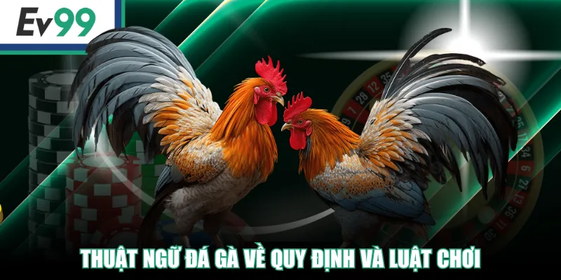 Top Những Thuật Ngữ Đá Gà Người Mới Và Cao Thủ Cần Biết! 4 Thuật ngữ đá gà về quy định và luật chơi